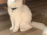 Yakışıklı Oğlumuz Yuvasını Arıyor