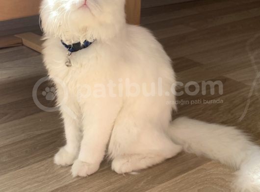Yakışıklı Oğlumuz Yuvasını Arıyor görsel