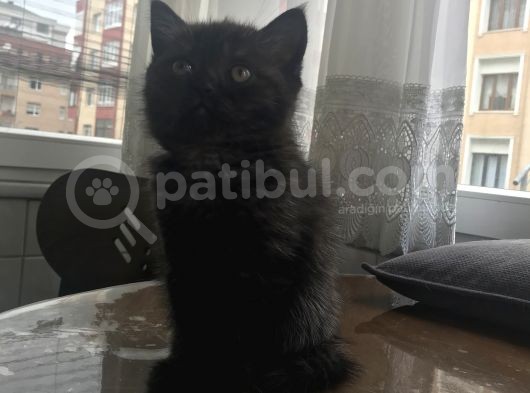 İstanbul Siyah British görsel