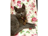 Aşılı Karneli British Shorthair