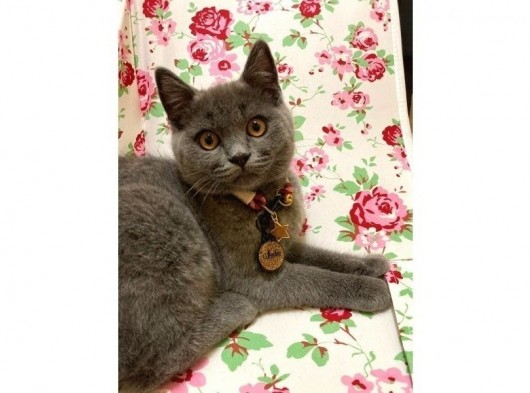 Aşılı Karneli British Shorthair görsel