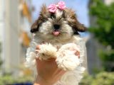 3 Aylık Dişi Shih Tzu