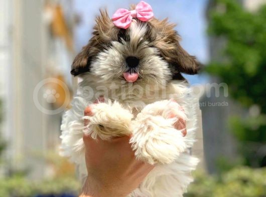 3 Aylık Dişi Shih Tzu