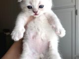 2 Aylık Dünya Güzeli Scottish Fold Lynx Point + Eşyaları