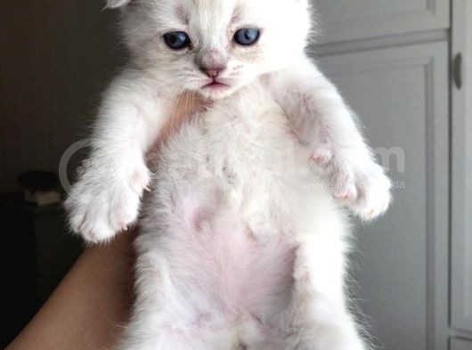 2 Aylık Dünya Güzeli Scottish Fold Lynx Point + Eşyaları görsel