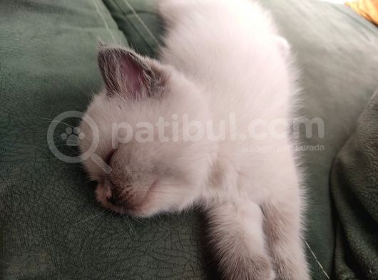 İstanbul British Blue Point görsel
