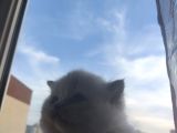 İstanbul British Blue Point