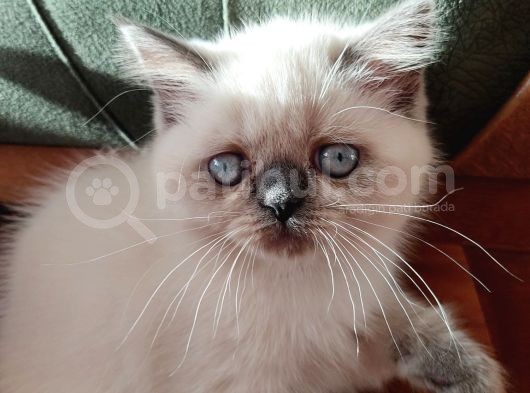 İstanbul British Blue Point