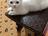 Sevimli Yavrular Dişi Yavrular