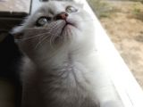 2 Aylık Dünya Güzeli Scottish Fold Lynx Point + Eşyaları