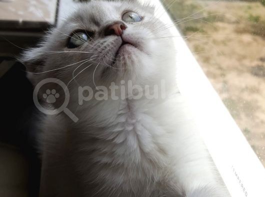 2 Aylık Dünya Güzeli Scottish Fold Lynx Point + Eşyaları görsel