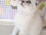 2 Aylık Dünya Güzeli Scottish Fold Lynx Point + Eşyaları