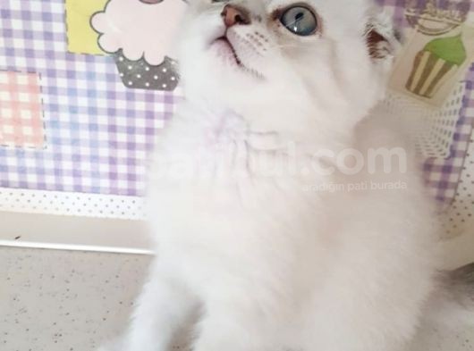 2 Aylık Dünya Güzeli Scottish Fold Lynx Point + Eşyaları görsel