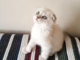 2 Aylık Dünya Güzeli Scottish Fold Lynx Point + Eşyaları