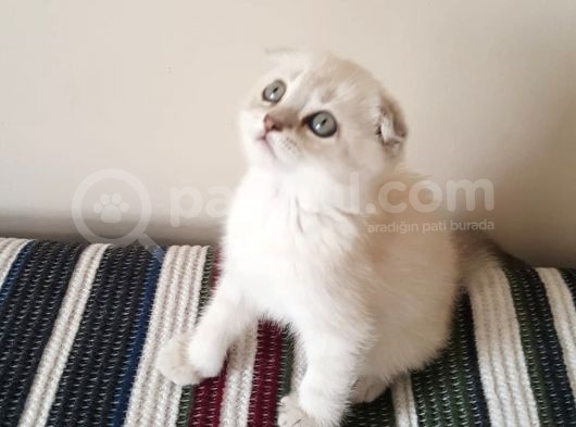 2 Aylık Dünya Güzeli Scottish Fold Lynx Point + Eşyaları görsel