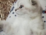 2 Aylık Dünya Güzeli Scottish Fold Lynx Point + Eşyaları