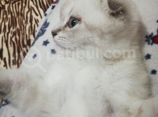 2 Aylık Dünya Güzeli Scottish Fold Lynx Point + Eşyaları
