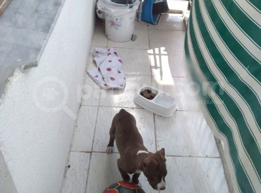 Pittbul Rednos Ankara görsel
