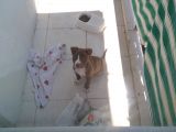 Pittbul Rednos Ankara