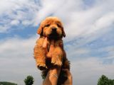 Golden Retriever Bebeklerimiz