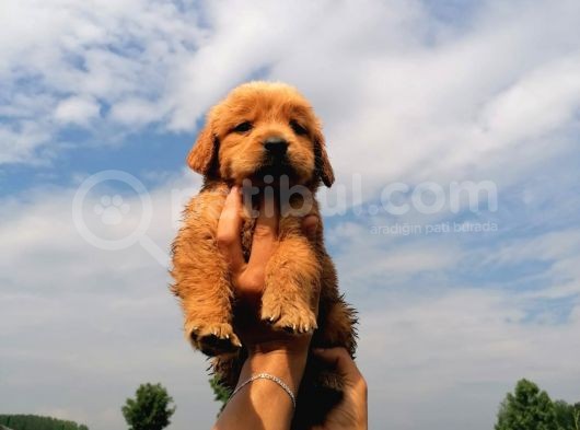 Golden Retriever Bebeklerimiz görsel
