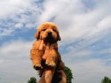 Golden Retriever Bebeklerimiz