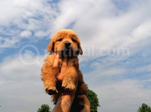 Golden Retriever Bebeklerimiz görsel