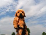Golden Retriever Bebeklerimiz