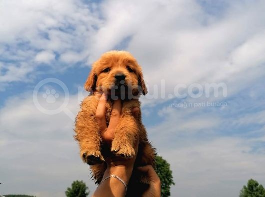 Golden Retriever Bebeklerimiz görsel
