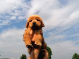 Golden Retriever Bebeklerimiz