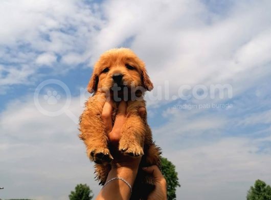 Golden Retriever Bebeklerimiz görsel
