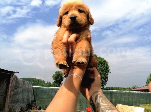 Golden Retriever Bebeklerimiz