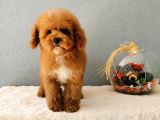 Red Toy Poodle Yavrularımız