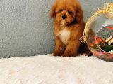 Red Toy Poodle Yavrularımız