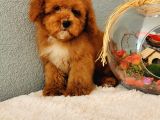 Red Toy Poodle Yavrularımız