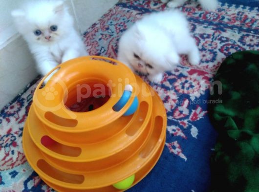 Safkan Anne Altından Chincilla görsel