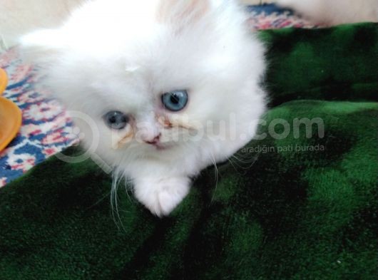 Safkan Anne Altından Chincilla görsel
