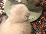 2 Aylık Dünya Güzeli Scottish Fold Lynx Point + Eşyaları