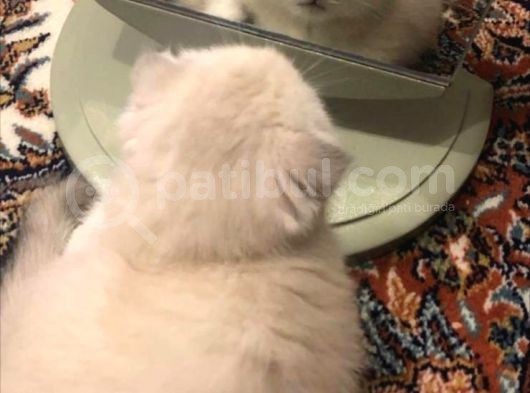2 Aylık Dünya Güzeli Scottish Fold Lynx Point + Eşyaları görsel