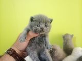 British Shorthair Yavruları Bursa