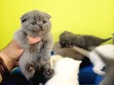 Scottish Fold Yavrular