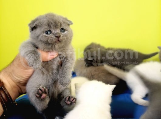 Scottish Fold Yavrular görsel