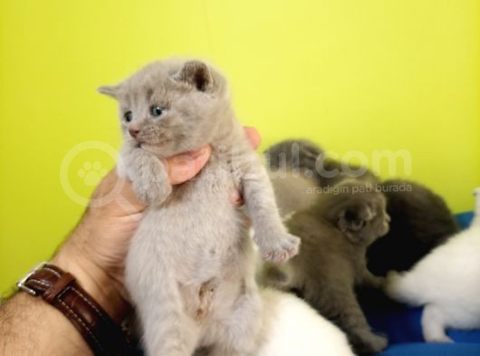British Shorthair Yavruları Bursa görsel