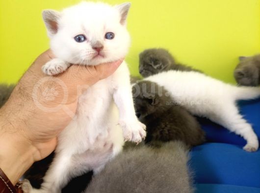 British Shorthair Yavruları Bursa görsel