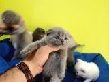 Scottish Fold Yavrular