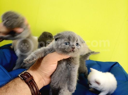 Scottish Fold Yavrular görsel