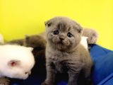 Scottish Fold Yavrular