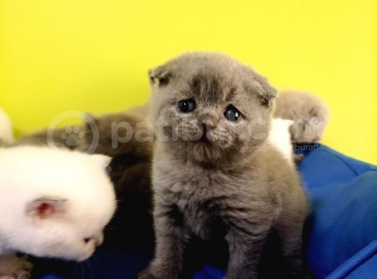 Scottish Fold Yavrular