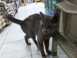 1 Yaşında Erkek Russian Blue