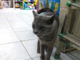 1 Yaşında Erkek Russian Blue